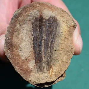 Conulariid Fossil from Devonian of Bolivia Paraconularia ulrichana - Picture 1 of 10