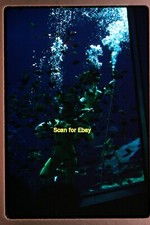 Woman Scuba Diver in Fish Aquarium in 1962, Kodachrome Slide aa 6-5a