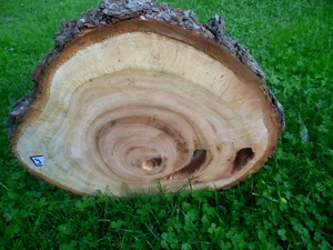 Baumscheibe Astscheibe Holzscheibe Wildkirsche 42cm Durchmesser - Bild 1 von 4