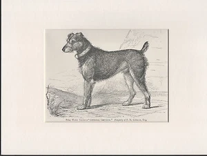 WELSH TERRIER OLD ANTIQUE 1887 NAMED DOG PRINT ENGRAVING READY MOUNTED - Picture 1 of 1