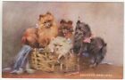Pomeranian Dogs Postcard R Tuck Oilette Colour Printed View c.1912