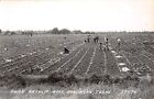 1930's? RPPC Farm Field Onion Harvest near Harlingen TX