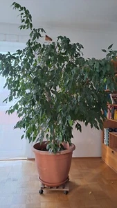 Ficus Benjamini, große Zimmerpflanze. Mindestens 15 Jahre alt - Bild 1 von 4