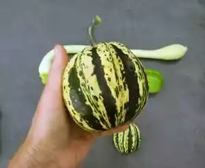 Pumpkin SCARCHUKS SUPREME-Pumpkin Seed-SWEET, GREAT ON A TRELLIS-Min 10 SEEDS - Picture 1 of 2