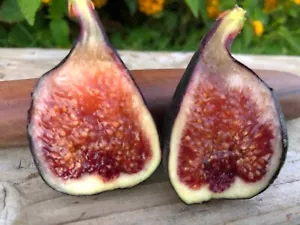 Fig Trees 1 Live Plant -Beers Black” COLD HARDY - Picture 1 of 4