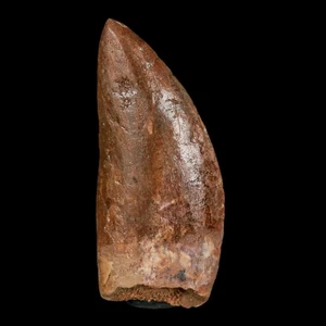 2.5" Carcharodontosaurus Fossil Tooth Cretaceous Theropod Dinosaur Stand, COA - Picture 1 of 9