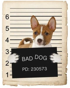 Basenji Mugshot Bad Dog Fridge refrigerator Car Magnet - Picture 1 of 6