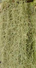 Live Spanish Moss for Craft Projects/Flower Arranging  2 lbs.