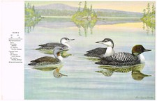 Loon Red Throated Common Bird Print Picture Vintage 1959 AB#02