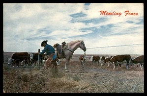 Postkarte Zaun flicken, Cowboy mit Vieh in Western Kansas - Bild 1 von 2