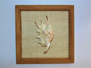 FRAMED LAMBIS CHIRAGRA SPIDER WALL HANGING,TROPICAL BEACH DECOR NAUTICAL - Picture 1 of 4