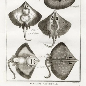 1788 BONNATERRE & PANCKOUCKE Superb Ichthiology Fish Engraving: Pl. 2, STINGRAYS - Picture 1 of 7