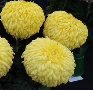 Yellow John Wingfied Chrysanthemum x 1 Plant - Perennial Cut Flowers Cottage Ga - Picture 1 of 6