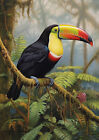 Tropische Wand Aufdruck, Toucan Vgel Wandkunst, Bird Aufdruck