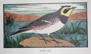 DAGLISH SHORE LARK PRINT Hand-coloured Original Etching Woodcut Woodblock C1948 - Picture 1 of 1