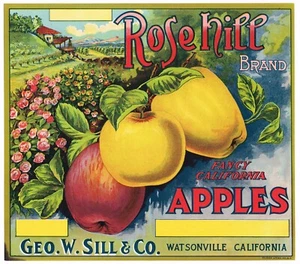 ORIGINAL APPLE CRATE LABEL WATSONVILLE VINTAGE PAJARO VALLEY ROSE HILL C1920 - Picture 1 of 1