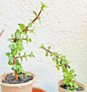 Organic Dwarf Jade Plant (Elephant Bush) | Crassula Live Succulent Gift - Picture 1 of 8