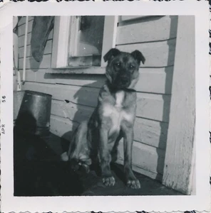 Snapshot Vintage Photo Dog Animal Pet German Shepard Mix? "Tippy" Note Writing - Picture 1 of 5