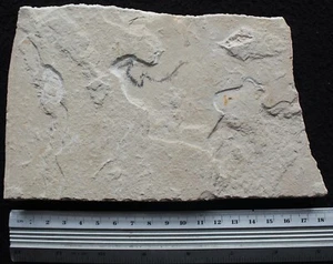 Juvenile Octopus 07 +  Worm - 100 Million Years Cretaceous Fossils Lebanon - Picture 1 of 5