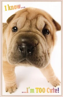 Divertida tarjeta de CUMPLEAÑOS, Shar Pei cachorro sé que soy demasiado lindo por saludos premium +✉ Foto 1 de 4