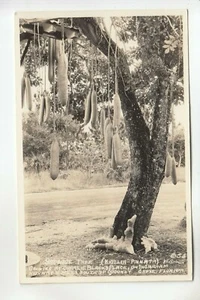Simpson Real Photo Postcard Sausage Tree near Coconut Grove FL 53 - Picture 1 of 1