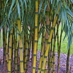 Chusquea gigantea (Chilean Golden Clumping Bamboo) 5-25 SEEDS | Garden Plants UK - Picture 1 of 2