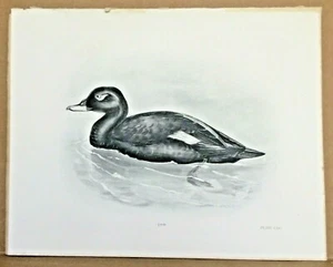 Velvet Scoter Male Original Antique Photo Gravure Print loose 1908 By L Medland - Picture 1 of 9