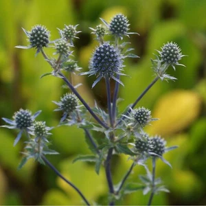 Eryngium planum Kleiner Mannstreu Insektenweide trockenheitsverträgliche Staude - Bild 1 von 1