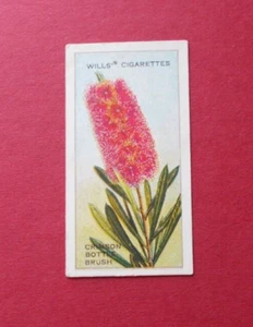 wills cigarette card AUSTRALIAN WILD FLOWERS 1913 CARD NUMBER 27 - Picture 1 of 2