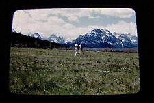 3-1950 RED Kodachrome 35mm Film Slide Photographs Artist Painter Mountain Meadow