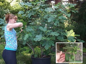 Winterhärteste Feige weltweit ! Gebirgsfeige / wird jedes Jahr schöner ! Samen  - Bild 1 von 1