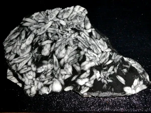 Pinolithplatte- 6 1/4" x 4 5/8"-grob-Kabbel-Display-Sammeln-Geologie - Bild 1 von 3