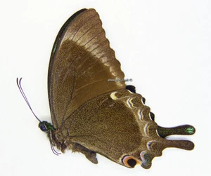 Mariposa/Papilionidae sin montar - Papilio crino, M, India/Sri Lanka, A- - Imagen 1 de 1