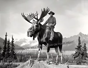 Cowboy Riding A Giant Elch 1937 Alaska Foto 8,5x11 Druck - Bild 1 von 2