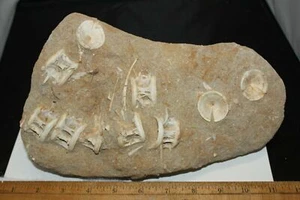 HUGE Vertebrae and Fish bones of Otodus Shark Fossil Khourigba Morocco Eocene - Picture 1 of 8