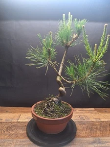 Twisted trunk Japanese black pine Bonsai , 10 Yrs old in stamped terracota pot - Picture 1 of 17