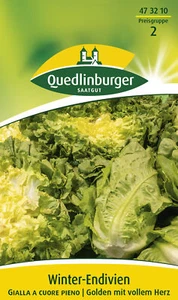 Winterendivien Gialla a cuore Samen von Quedlinburger Saatgut - Bild 1 von 2