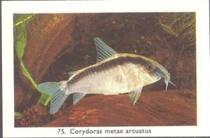 Rizla (NL) - Exotic Aquarium Fish, Series 2, overprint back - 75 - Catfish - Picture 1 of 2
