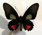 Parides Vertumnus Bogotanus - Unmounted Butterfly