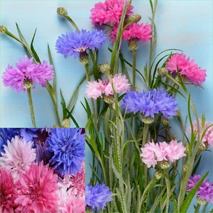 Cornflower (centaurea) dwarf polka dot mix 80 Seeds FLOWERS Beautiful GARDEN - Picture 1 of 4