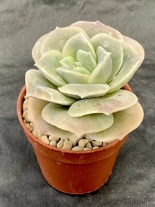 Graptoveria Lovely Rose Topf Ø 5,5 - Bild 1 von 1