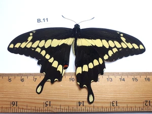 Unmounted Butterfly insects moth, Lepidoptera Papilionidae. North america Quebec - Picture 1 of 2