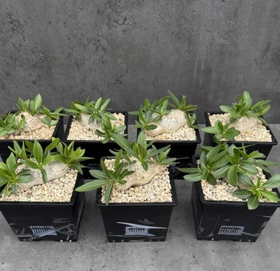 Pachypodium brevicaule (Apocynaceae) - Madagascar, Caudex - Imagen 1 de 4