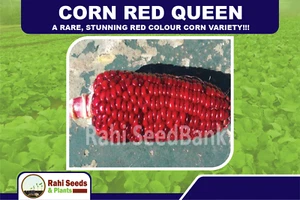 Corn Red Queen - A Rare, Stunning Red Colour Corn Variety!!! - Picture 1 of 7