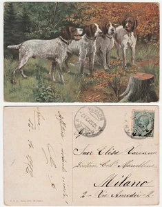 CANI DA CACCIA - VIAGG. 1912 DA ARONA -32968- - Picture 1 of 1