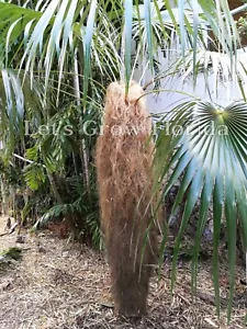 Coccothrinax crinita ‘Old Man’ Palm Tree Plant Live Tropical Rare - Picture 1 of 6