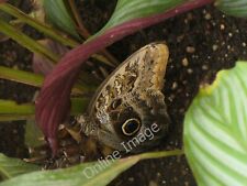 Photo 6x4 Owl Butterfly Wisley Mid-January till the end of February and R c2010