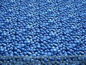Tela de algodón digital de 3 yardas - Elizabeth's Studio Berry Good Blueberries embalado - Imagen 1 de 1