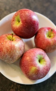Jonathan Apple Tree SEEDS - Picture 1 of 6