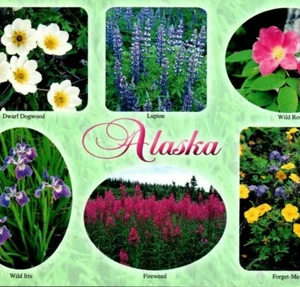Alaska Flowers Dogwood Lupine Wild Iris & Rose Fireweed Forget-Me-Not Postcard - Picture 1 of 4